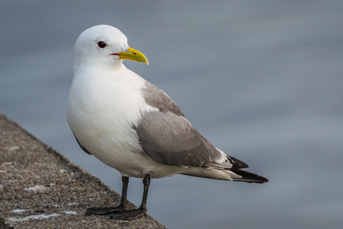 A black-legged kittiwake, Photo by Becky Matsubara (CC BY 2.0)